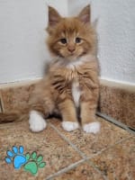 Hushpaws Maine Coon Kitten