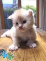 Hushpaws Maine Coon Kitten