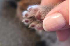 Maine Coon Babypfötchen