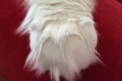 große Maine Coon Pfote