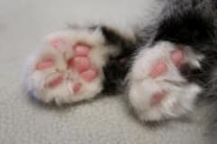 Maine Coon Pfötchen