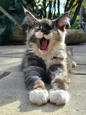 Hushpaws Maine Coon Kitten