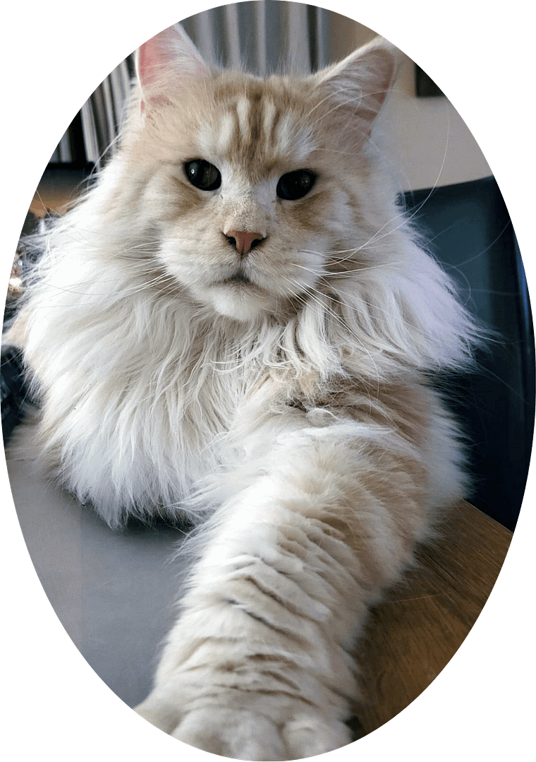 Unser Maine Coon Kater