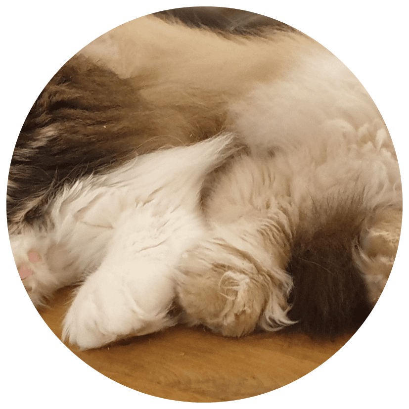 Hushpaws Maine Coon Pfote